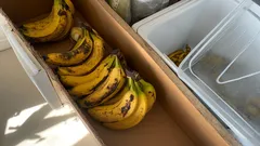 Zrelé banány uložené v škatuli vedľa chladiaceho boxu na slnečnom mieste